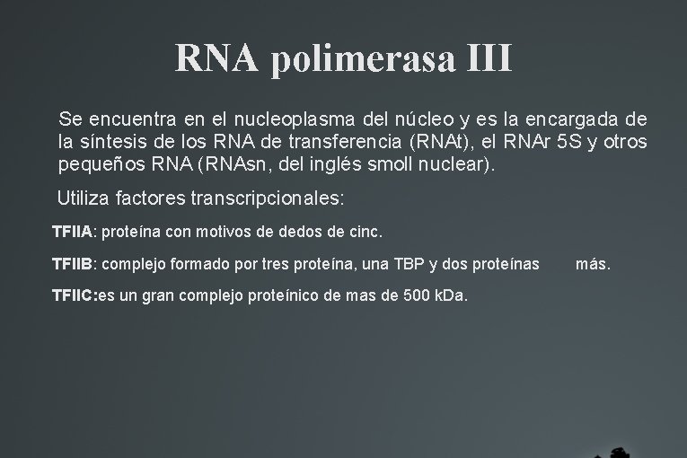 RNA polimerasa III Se encuentra en el nucleoplasma del núcleo y es la encargada