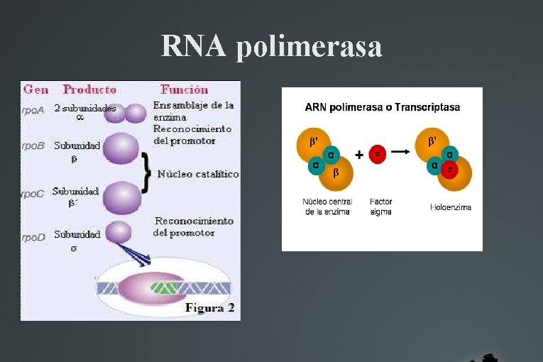RNA polimerasa 