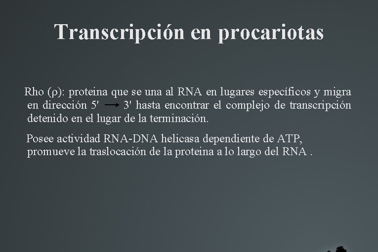 Transcripción en procariotas Rho (r): proteina que se una al RNA en lugares específicos