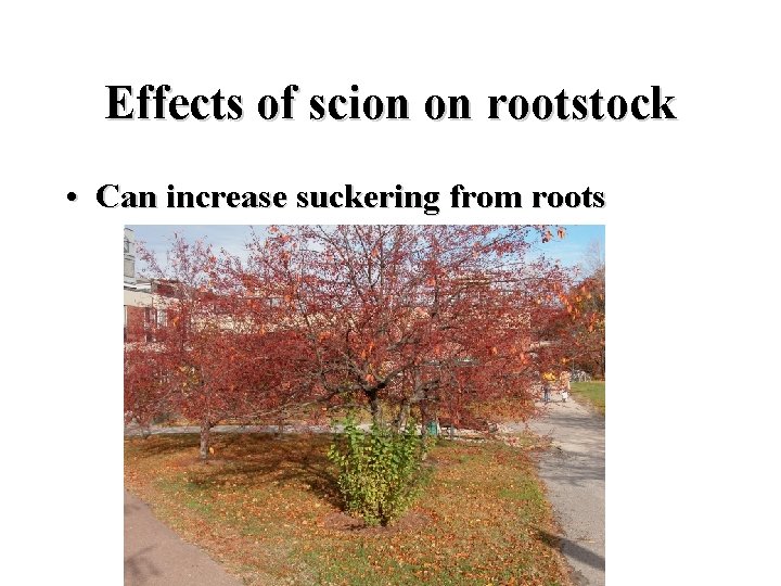 Effects of scion on rootstock • Can increase suckering from roots 