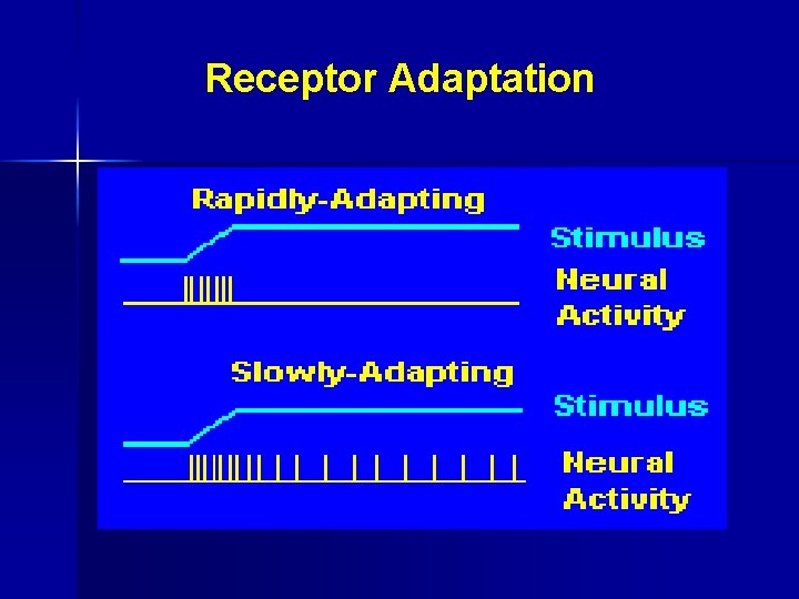  Receptor Adaptation 