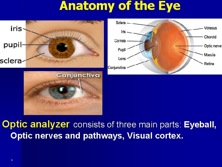 Anatomy of the Eye Optic analyzer consists of three main parts: Eyeball, Optic nerves