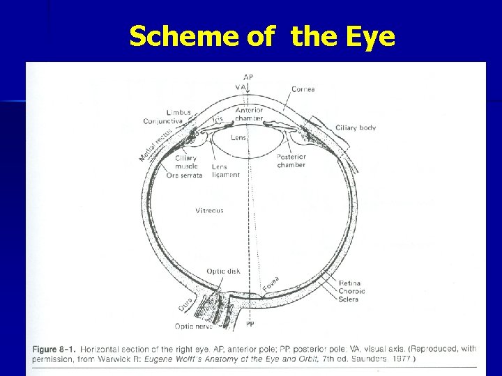 Scheme of the Eye 