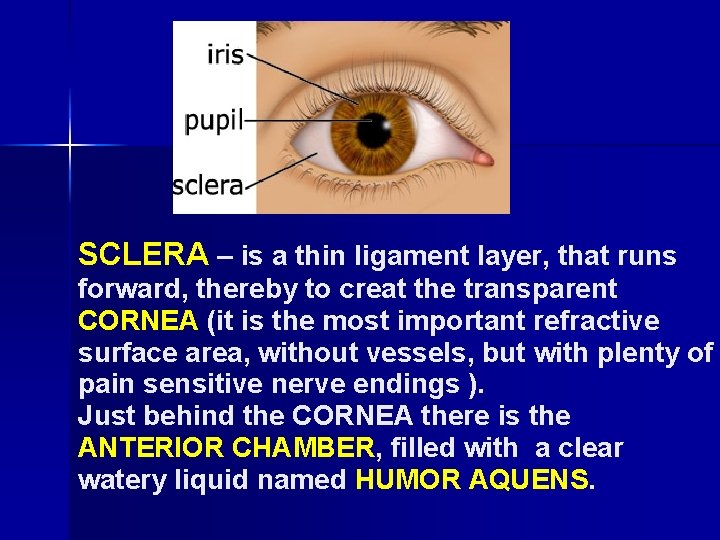 SCLERA – is a thin ligament layer, that runs forward, thereby to creat the