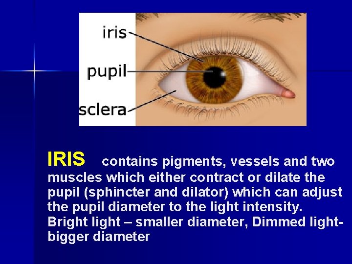 IRIS contains pigments, vessels and two muscles which either contract or dilate the pupil