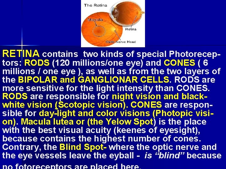 RETINA contains two kinds of special Photorecep- tors: RODS (120 millions/one eye) and CONES