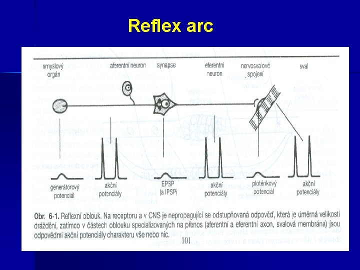 Reflex arc 
