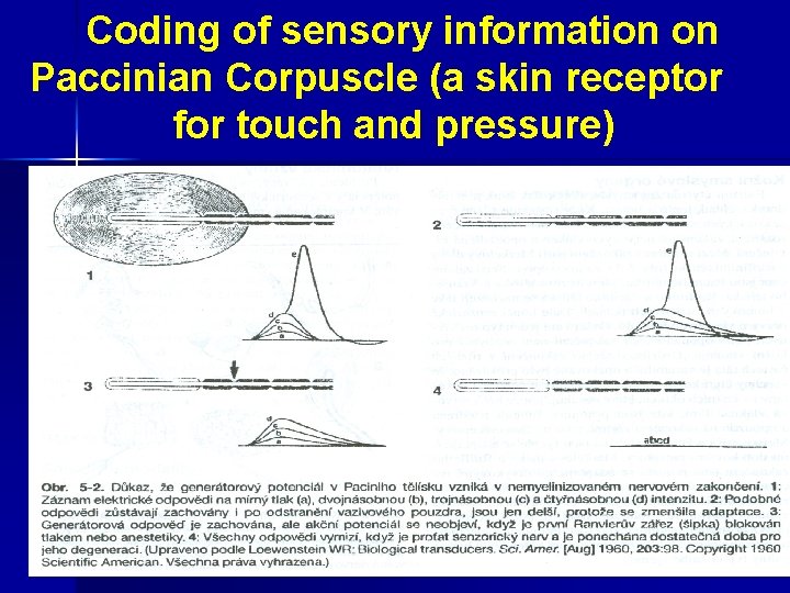  Coding of sensory information on Paccinian Corpuscle (a skin receptor for touch and