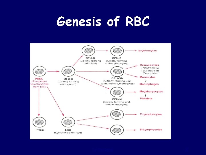 Genesis of RBC Dr Sitelbanat 20 