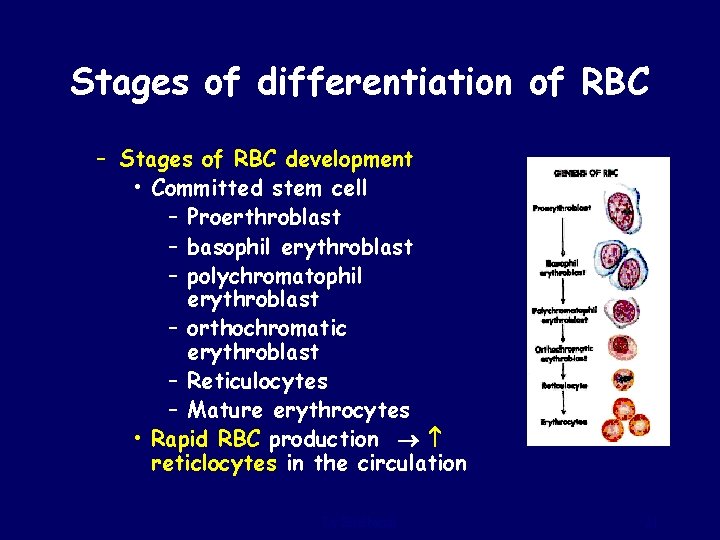 Stages of differentiation of RBC – Stages of RBC development • Committed stem cell