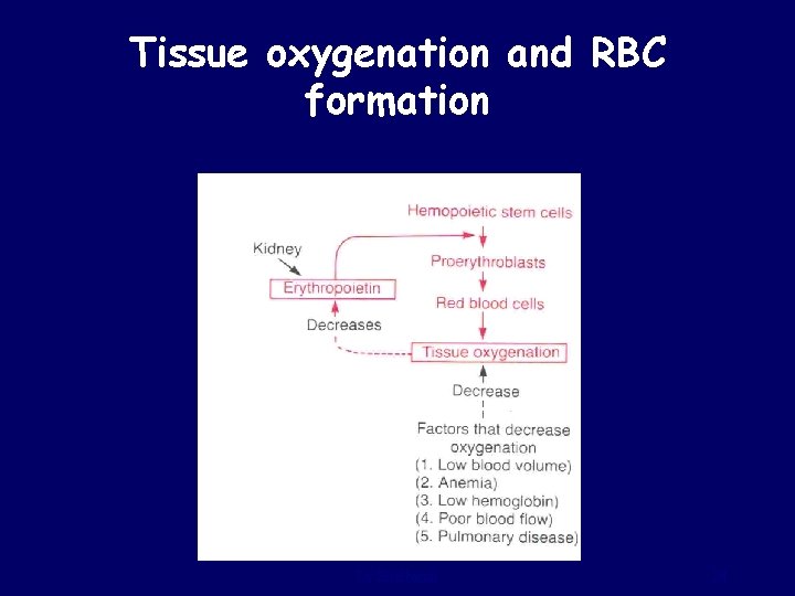 Tissue oxygenation and RBC formation Dr Sitelbanat 24 