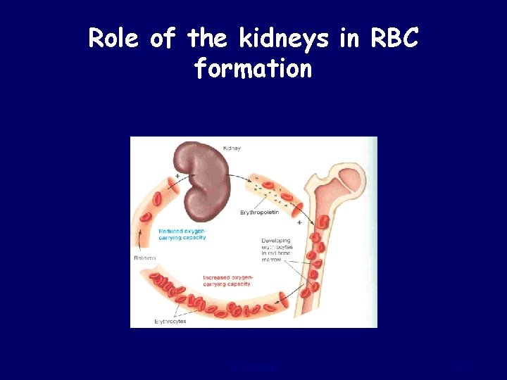 Role of the kidneys in RBC formation Dr Sitelbanat 26 