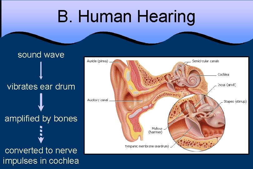 B. Human Hearing sound wave vibrates ear drum amplified by bones converted to nerve
