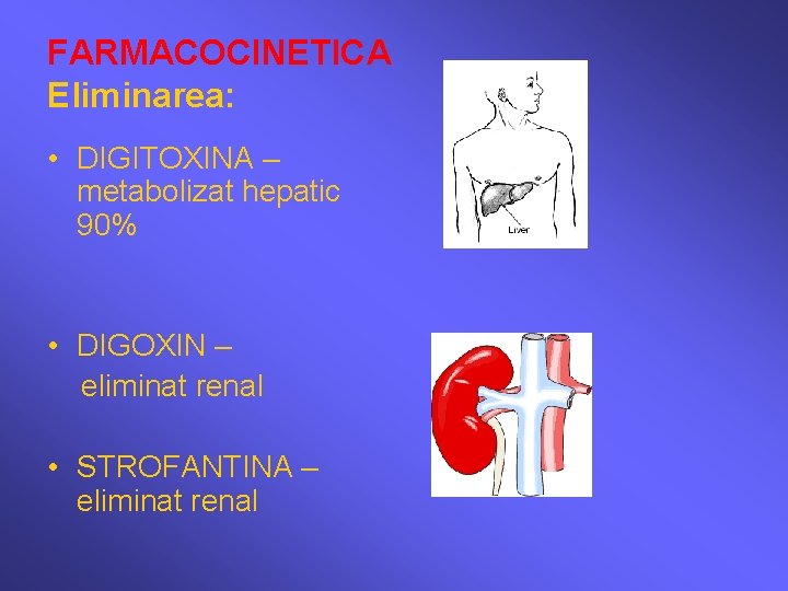 FARMACOCINETICA Eliminarea: • DIGITOXINA – metabolizat hepatic 90% • DIGOXIN – eliminat renal •