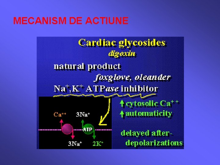 MECANISM DE ACTIUNE 