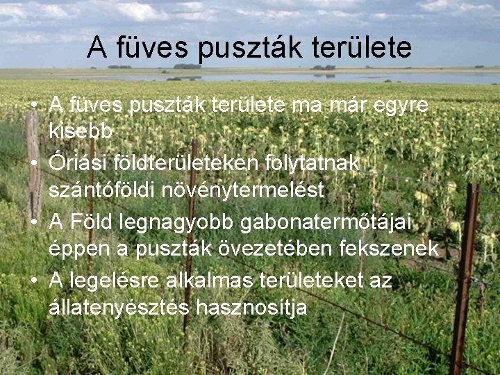 A füves puszták területe • A füves puszták területe ma már egyre kisebb •