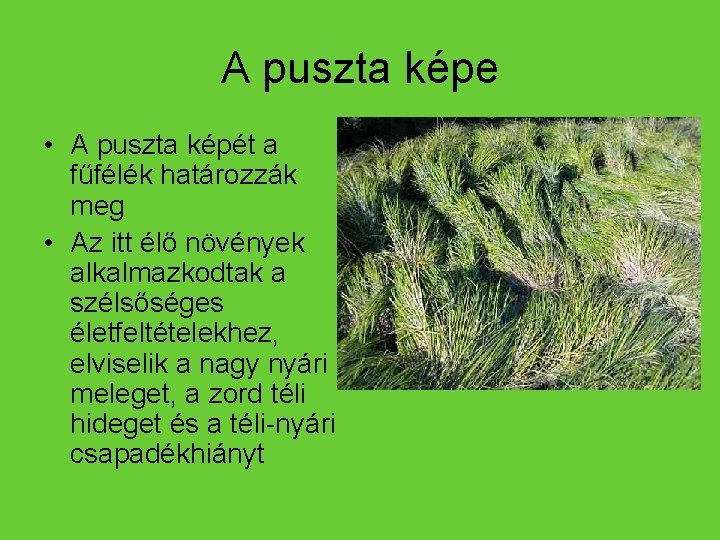 A puszta képe • A puszta képét a fűfélék határozzák meg • Az itt