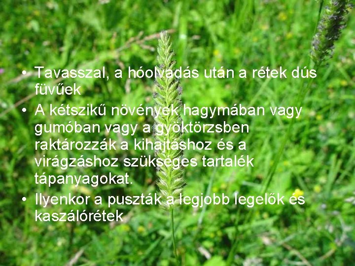  • Tavasszal, a hóolvadás után a rétek dús füvűek • A kétszikű növények