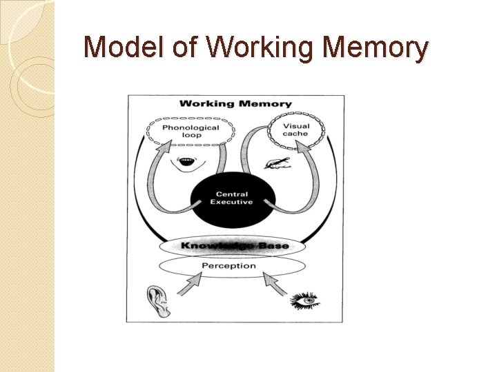 Model of Working Memory 