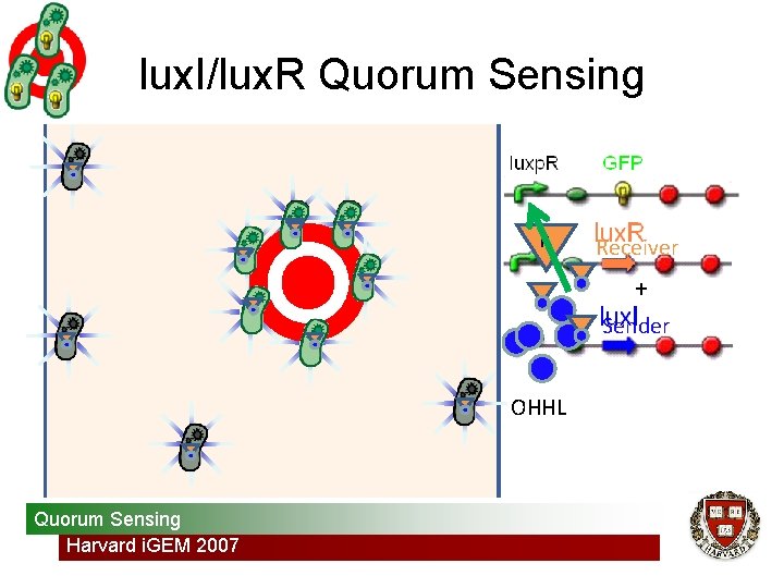 lux. I/lux. R Quorum Sensing R Receiver + Sender OHHL Quorum Sensing Harvard i.