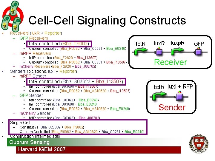 Cell-Cell Signaling Constructs • Receivers (lux. R + Reporter) – GFP Receivers • tet.