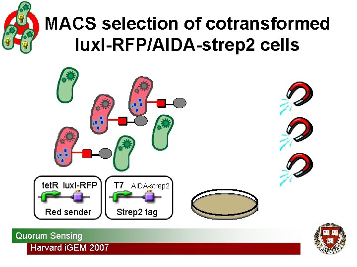 MACS selection of cotransformed lux. I-RFP/AIDA-strep 2 cells tet. R lux. I-RFP Red sender