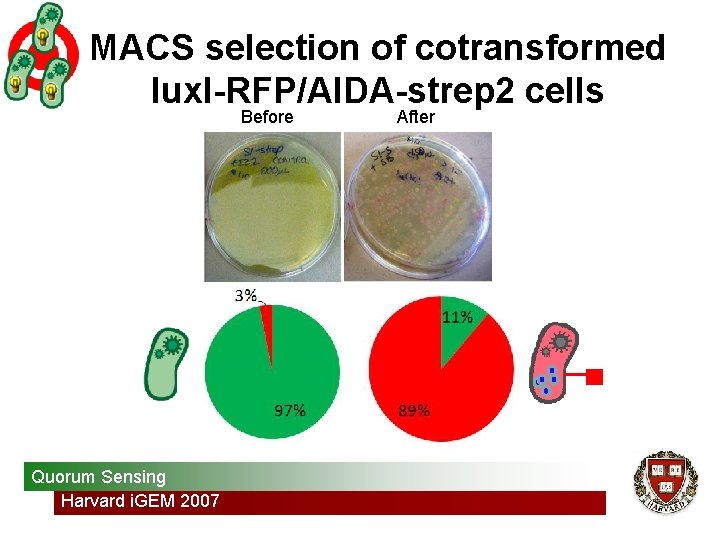 MACS selection of cotransformed lux. I-RFP/AIDA-strep 2 cells Before Quorum Sensing Harvard i. GEM