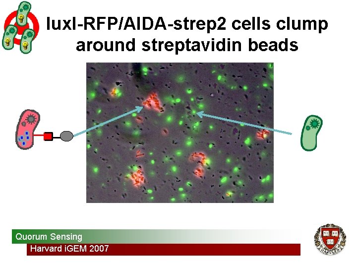 lux. I-RFP/AIDA-strep 2 cells clump around streptavidin beads Quorum Sensing Harvard i. GEM 2007