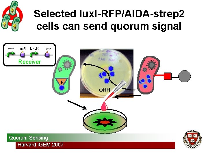 Selected lux. I-RFP/AIDA-strep 2 cells can send quorum signal Receiver R OHHL Quorum Sensing