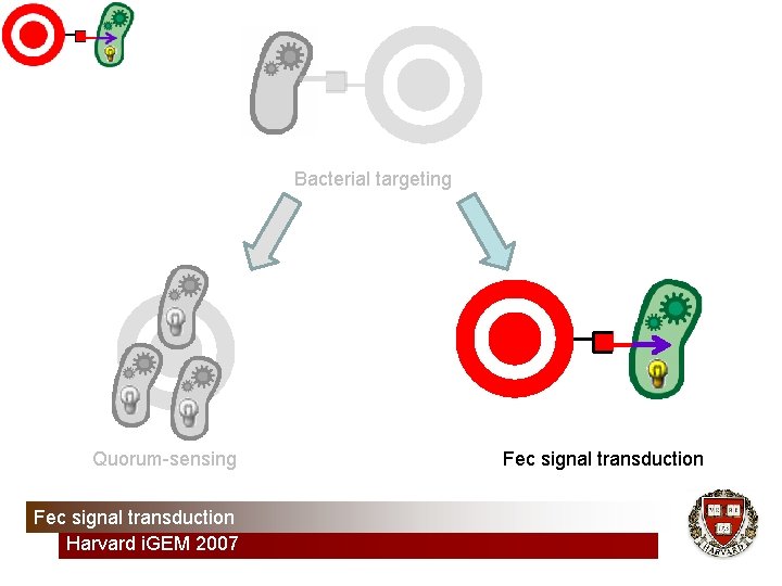 Bacterial targeting Quorum-sensing Fec signal transduction Harvard i. GEM 2007 Fec signal transduction 