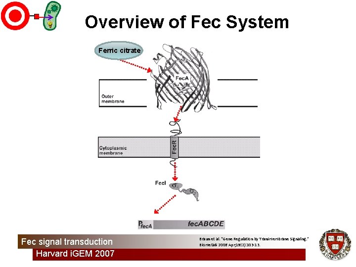 Overview of Fec System Ferric citrate Fec signal transduction Harvard i. GEM 2007 Braun