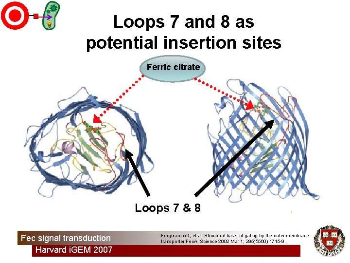 Loops 7 and 8 as potential insertion sites Ferric citrate Loops 7 & 8