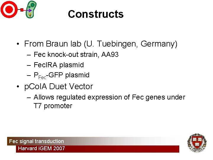 Constructs • From Braun lab (U. Tuebingen, Germany) – Fec knock-out strain, AA 93