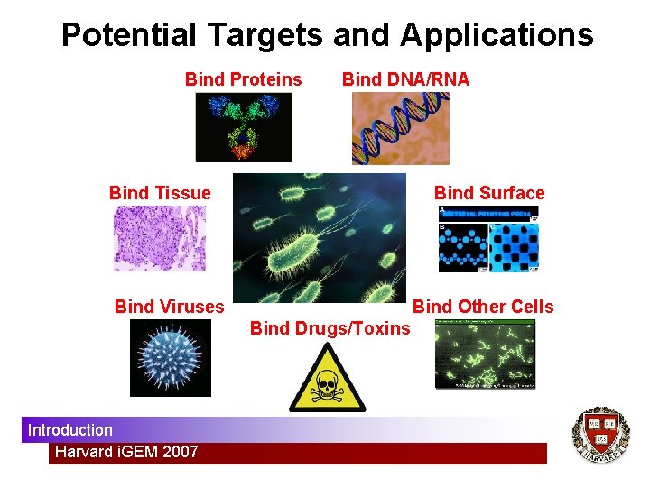 Potential Targets and Applications Bind Proteins Bind DNA/RNA Bind Tissue Bind Surface Bind Viruses