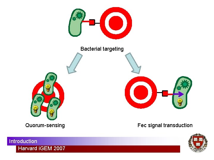 Bacterial targeting Quorum-sensing Introduction Harvard i. GEM 2007 Fec signal transduction 
