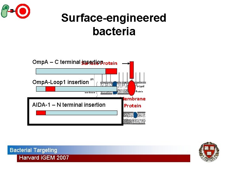 Surface-engineered bacteria Omp. A – C terminal Surface insertion Protein Omp. A-Loop 1 insertion