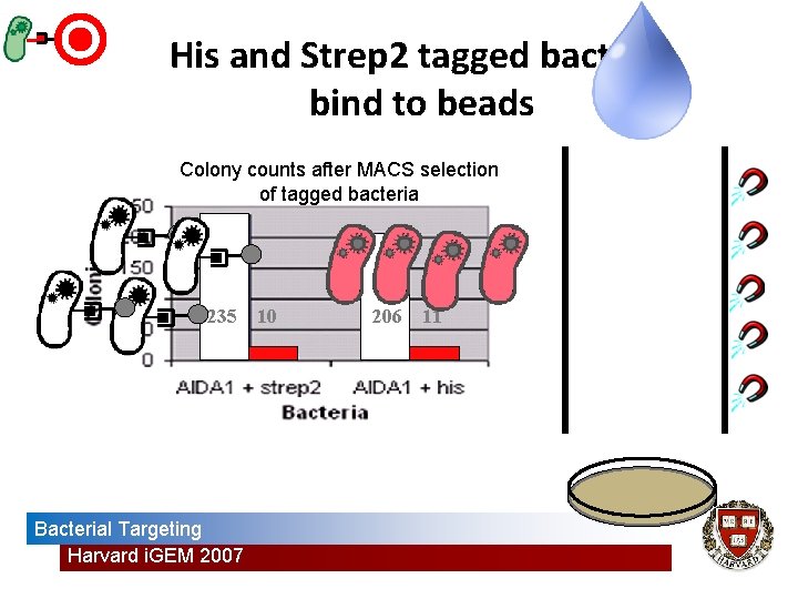 His and Strep 2 tagged bacteria bind to beads Colony counts after MACS selection