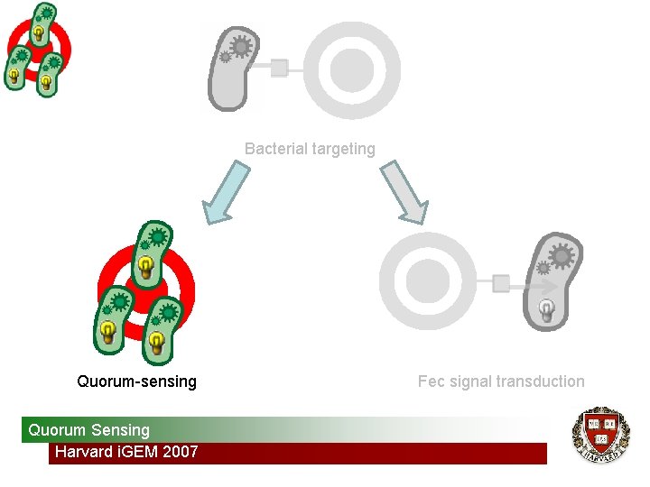 Bacterial targeting Quorum-sensing Quorum Sensing Harvard i. GEM 2007 Fec signal transduction 