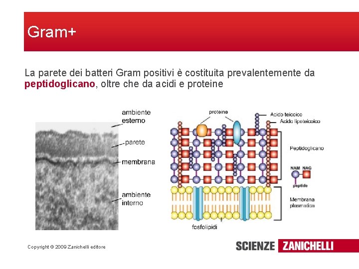 Gram+ La parete dei batteri Gram positivi è costituita prevalentemente da peptidoglicano, oltre che