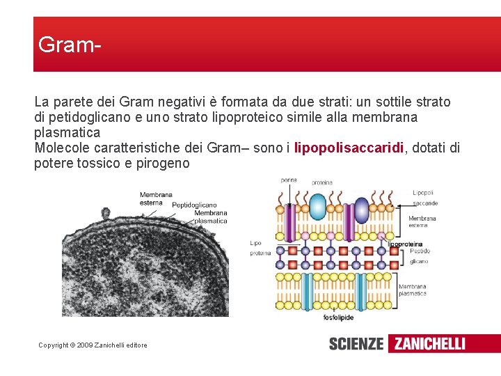 Gram. La parete dei Gram negativi è formata da due strati: un sottile strato