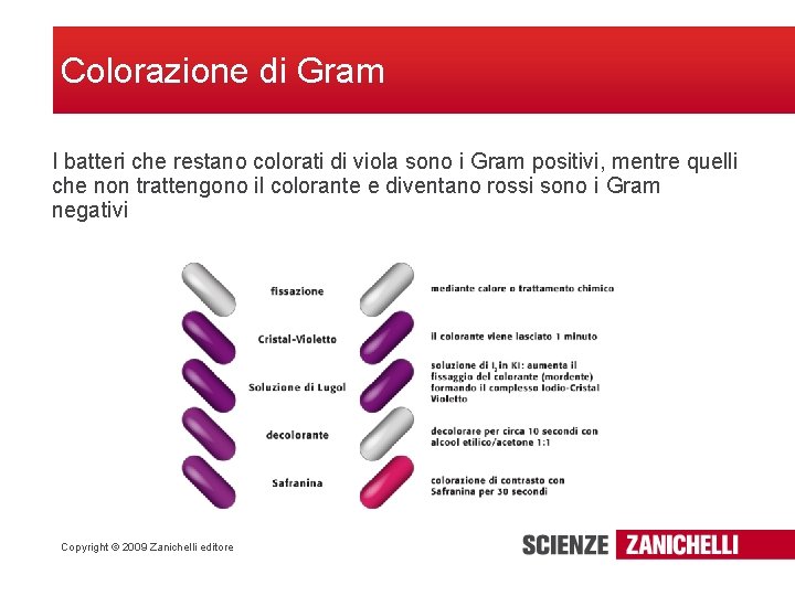 Colorazione di Gram I batteri che restano colorati di viola sono i Gram positivi,