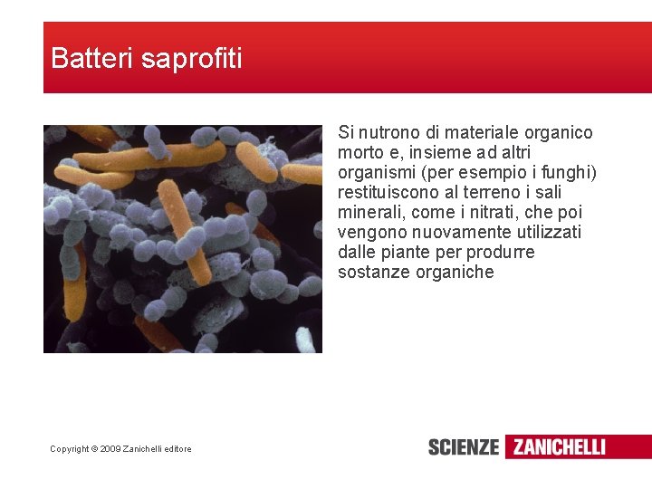 Batteri saprofiti Si nutrono di materiale organico morto e, insieme ad altri organismi (per