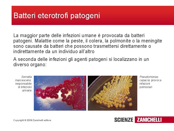 Batteri eterotrofi patogeni La maggior parte delle infezioni umane è provocata da batteri patogeni.