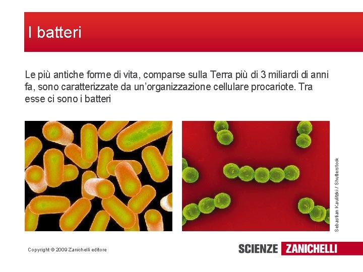 I batteri Sebastian Kaulitzki / Shutterstock Le più antiche forme di vita, comparse sulla