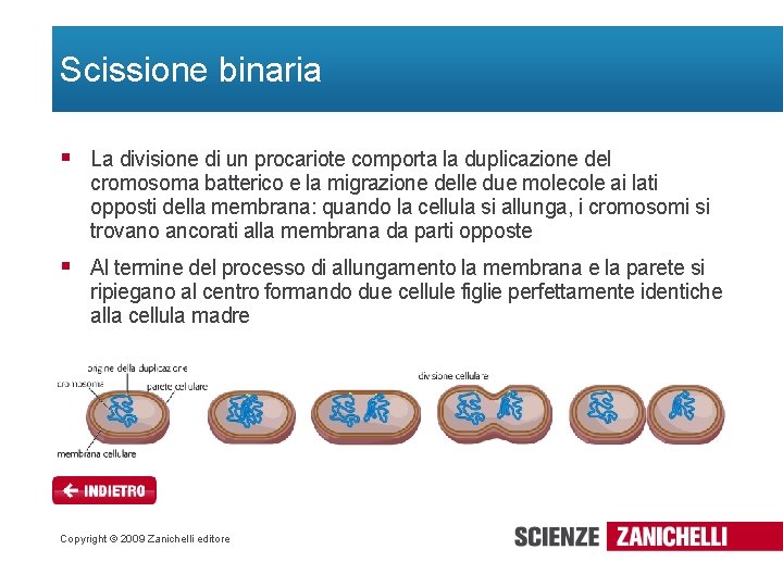 Scissione binaria § La divisione di un procariote comporta la duplicazione del cromosoma batterico