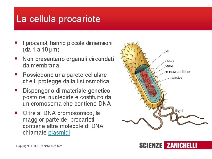 La cellula procariote § I procarioti hanno piccole dimensioni (da 1 a 10 µm)