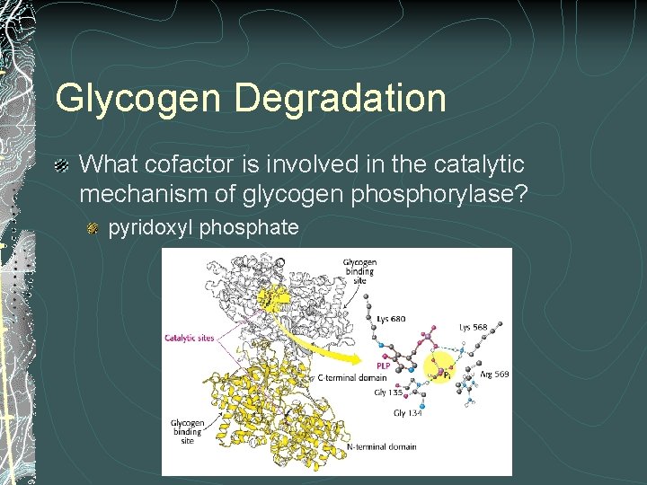 Glycogen Degradation What cofactor is involved in the catalytic mechanism of glycogen phosphorylase? pyridoxyl