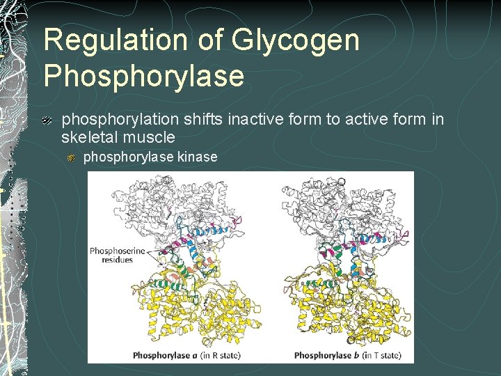 Regulation of Glycogen Phosphorylase phosphorylation shifts inactive form to active form in skeletal muscle