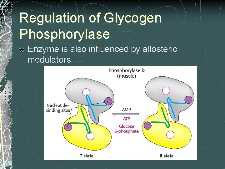 Regulation of Glycogen Phosphorylase Enzyme is also influenced by allosteric modulators Regulation of Glycogen Phosphorylase Enzyme is also influenced by allosteric modulators