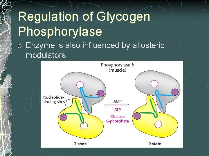 Regulation of Glycogen Phosphorylase Enzyme is also influenced by allosteric modulators 